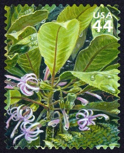 'Oha United States Postage Stamp | Hawaiian Rain Forest