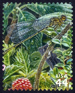 Koele Mountain Damselfly United States Postage Stamp | Hawaiian Rain Forest