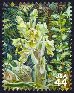 Jewel Orchid United States Postage Stamp | Hawaiian Rain Forest