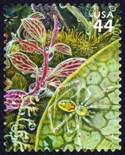 Happyface Spider United States Postage Stamp | Hawaiian Rain Forest