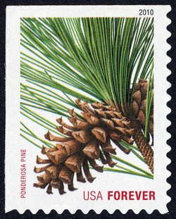 Ponderosa Pine - Perf 11 United States Postage Stamp | Holiday Evergreens