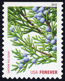 Eastern Red Cedar - Perf 11 United States Postage Stamp | Holiday Evergreens