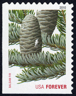 Balsam Fir - Perf 11 United States Postage Stamp | Holiday Evergreens