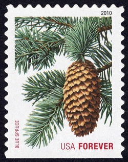 Blue Spruce - Perf 11 United States Postage Stamp | Holiday Evergreens