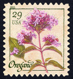 Oregano United States Postage Stamp | Herbs
