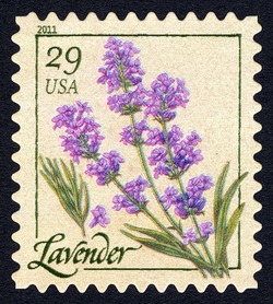 Lavender United States Postage Stamp | Herbs