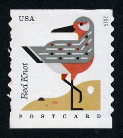 Red Knot - Calidris Canutus - Horizontal Imperforate United States Postage Stamp | Coastal Birds
