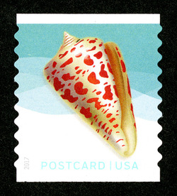 Alphabet Cone - Horizontal Imperforate United States Postage Stamp | Seashells