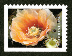 Opuntia Engelmannii United States Postage Stamp | Cactus Flowers