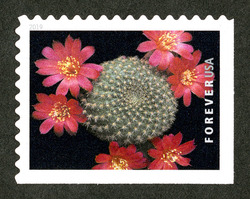 Rebutia Minuscula United States Postage Stamp | Cactus Flowers