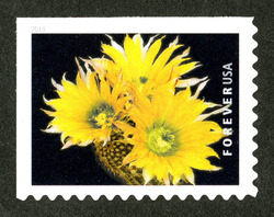 Echinocereus Dasyacanthus United States Postage Stamp | Cactus Flowers