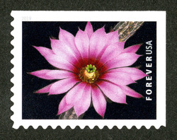 Echinocereus Poselgeri United States Postage Stamp | Cactus Flowers