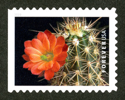 Echinocereus Coccineus United States Postage Stamp | Cactus Flowers