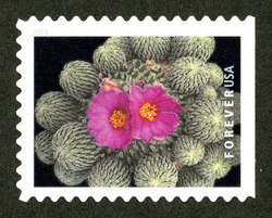 Pelecyphora Aselliformis United States Postage Stamp | Cactus Flowers