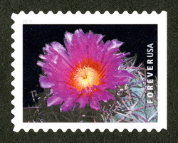 Echinocactus Horizonthalonius United States Postage Stamp | Cactus Flowers