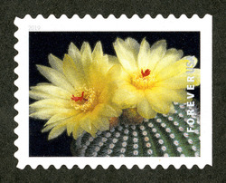 Parodia Scopa United States Postage Stamp | Cactus Flowers