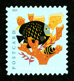 Elkhorn Coral - French Angelfish - Postcard Rate United States Postage Stamp | Coral Reefs