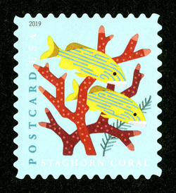 Staghorn Coral - Blue-striped Grunts - Postcard Rate United States Postage Stamp | Coral Reefs