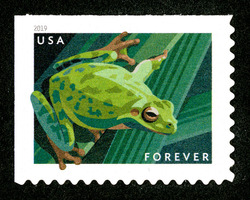 Pacific Tree Frog United States Postage Stamp | Frogs