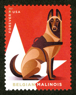 Belgian Malinois United States Postage Stamp | Military Working Dogs