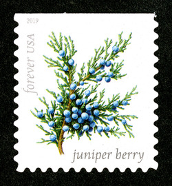 Juniper Berry United States Postage Stamp | Winter Berries