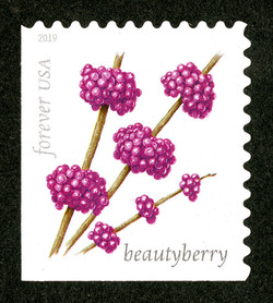 Beautyberry United States Postage Stamp | Winter Berries