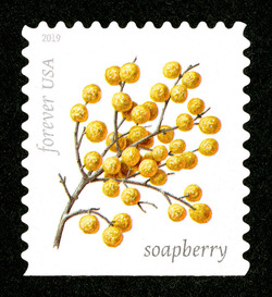 Soapberry United States Postage Stamp | Winter Berries