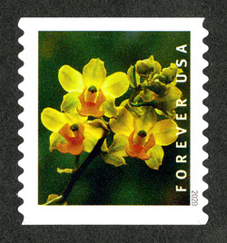 Cyrtopodium Polyphyllum - Horizontal Imperforate United States Postage Stamp | Wild Orchids