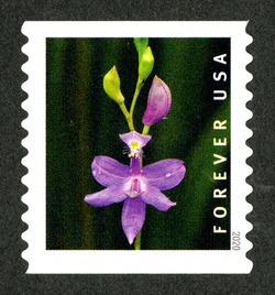 Calopogon Tuberosus - Horizontal Imperforate United States Postage Stamp | Wild Orchids