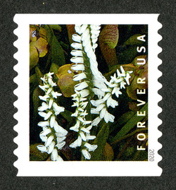 Spiranthes Odorata - Horizontal Imperforate United States Postage Stamp | Wild Orchids