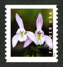 Triphora Trianthophoros - Two Flowers - Horizontal Imperforate United States Postage Stamp | Wild Orchids