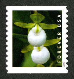 Cypripedium Californicum - Horizontal Imperforate United States Postage Stamp | Wild Orchids