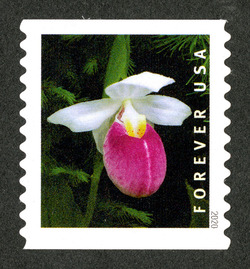 Cypripedium Reginae - Horizontal Imperforate United States Postage Stamp | Wild Orchids