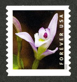Triphora Trianthophoros - One Flower - Horizontal Imperforate United States Postage Stamp | Wild Orchids