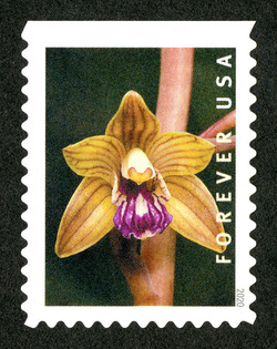 Hexalectris Spicata - Booklet Single United States Postage Stamp | Wild Orchids