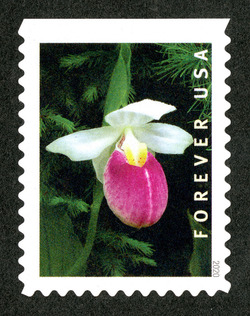 Cypripedium Reginae - Booklet Single United States Postage Stamp | Wild Orchids