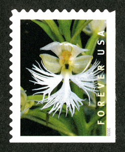 Platanthera Leucophaea - Booklet Single United States Postage Stamp | Wild Orchids