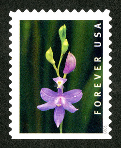 Calopogon Tuberosus - Booklet Single United States Postage Stamp | Wild Orchids