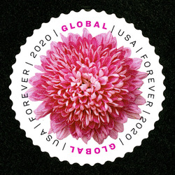 Chrysanthemum - Global United States Postage Stamp