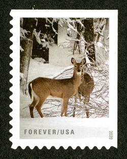 Deer United States Postage Stamp | Winter Scenes