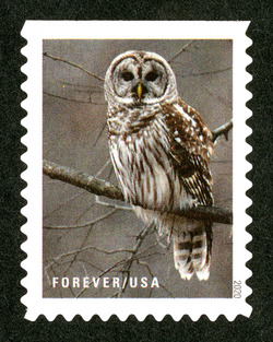 Barred Owl United States Postage Stamp | Winter Scenes