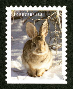 Rabbit United States Postage Stamp | Winter Scenes