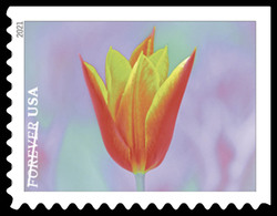 Orange and Yellow Tulip United States Postage Stamp | Garden Beauty