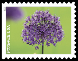 Allium - Ornamental Onion United States Postage Stamp | Garden Beauty