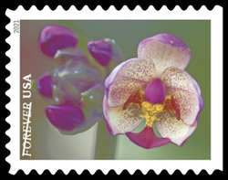 Pink Moth Orchid With Mottled Petals United States Postage Stamp | Garden Beauty