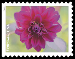 Magenta Dahlia United States Postage Stamp | Garden Beauty