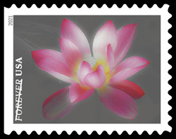 Pink and White Sacred Lotus United States Postage Stamp | Garden Beauty
