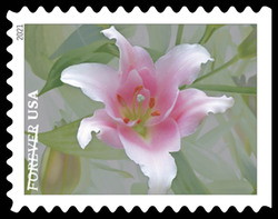 Pink and White Asiatic Lily United States Postage Stamp | Garden Beauty