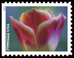 Rose-Pink And White Tulip United States Postage Stamp | Garden Beauty