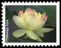 Yellow and Pink American Lotus United States Postage Stamp | Garden Beauty